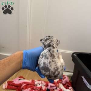 Amber, French Bulldog Puppy