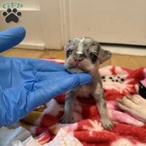 Amber, French Bulldog Puppy