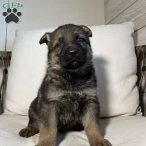 Wayde, German Shepherd Puppy