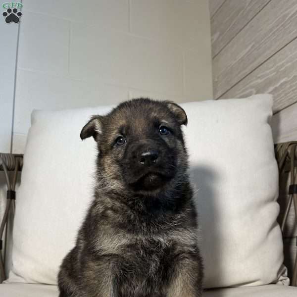 Wayde, German Shepherd Puppy