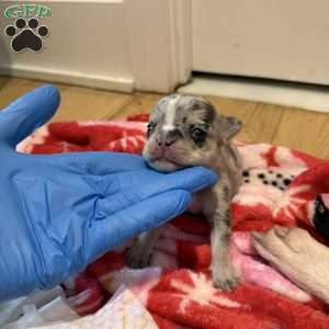 Amber, French Bulldog Puppy