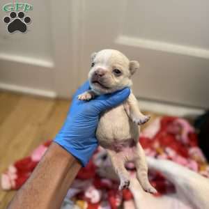 Jack frost, French Bulldog Puppy