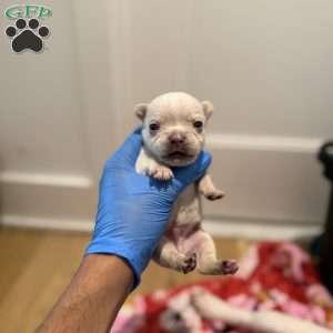 Jack frost, French Bulldog Puppy