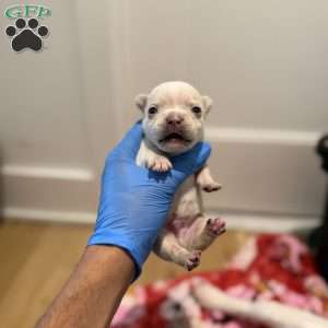 Jack frost, French Bulldog Puppy