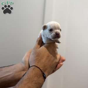 Jack frost, French Bulldog Puppy