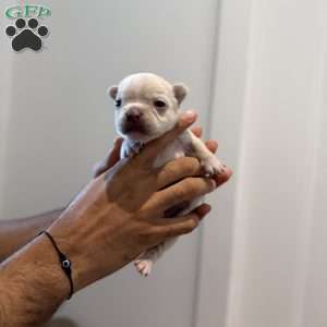 Jack frost, French Bulldog Puppy