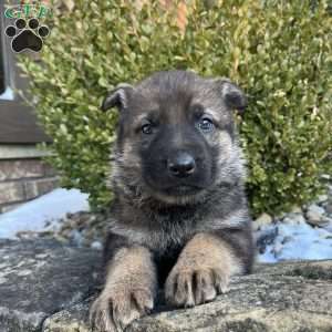 Wayde, German Shepherd Puppy