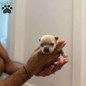 Ari, French Bulldog Puppy