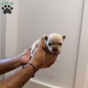 Ari, French Bulldog Puppy