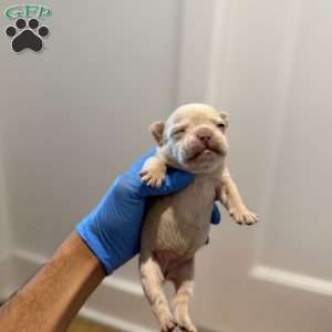 Ari, French Bulldog Puppy