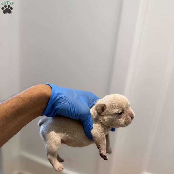 Ari, French Bulldog Puppy