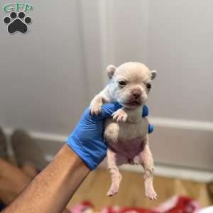 Mia, French Bulldog Puppy