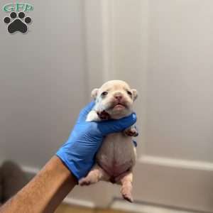 Mia, French Bulldog Puppy