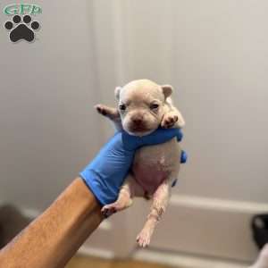 Mia, French Bulldog Puppy