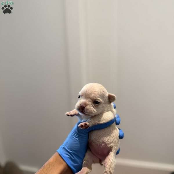 Mia, French Bulldog Puppy