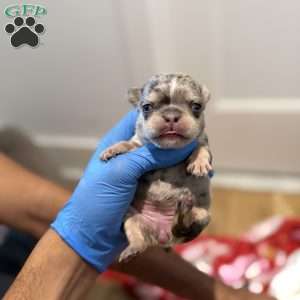 Sapphire, French Bulldog Puppy