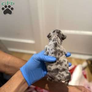 Sapphire, French Bulldog Puppy