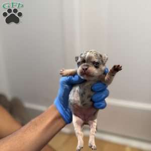 Sapphire, French Bulldog Puppy