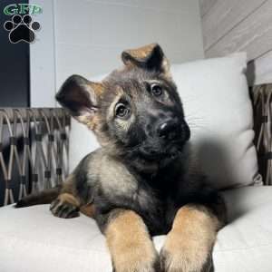 Tessa, German Shepherd Puppy