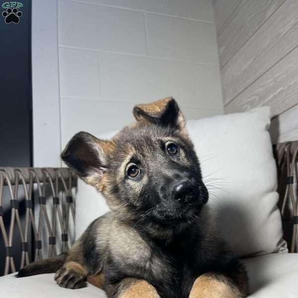 Tessa, German Shepherd Puppy