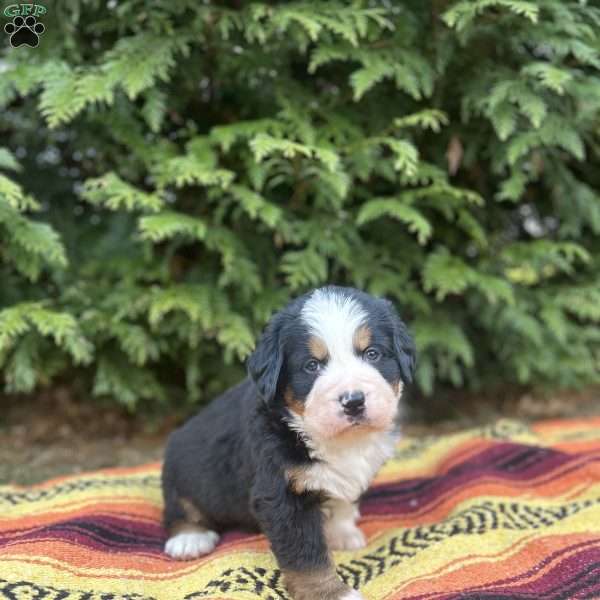 Shadow, Bernese Mountain Dog Puppy
