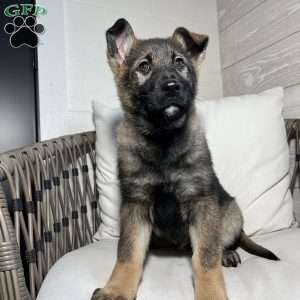 Tessa, German Shepherd Puppy