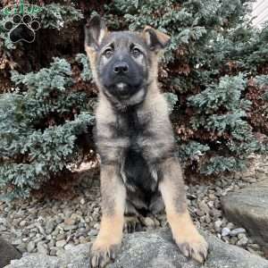 Tessa, German Shepherd Puppy