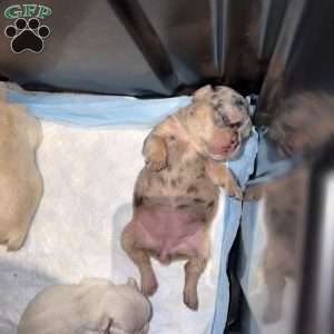 Sapphire, French Bulldog Puppy