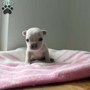 Jack frost, French Bulldog Puppy