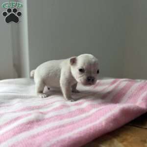 Jack frost, French Bulldog Puppy