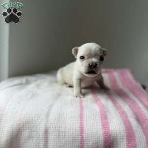 Jack frost, French Bulldog Puppy
