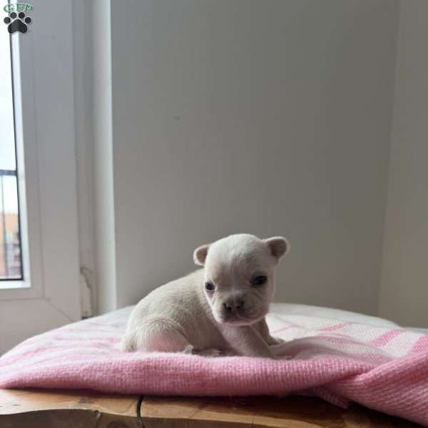 Jack frost, French Bulldog Puppy