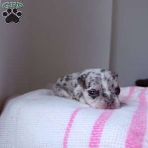 Amber, French Bulldog Puppy