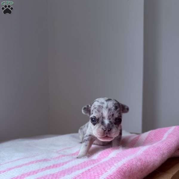 Amber, French Bulldog Puppy