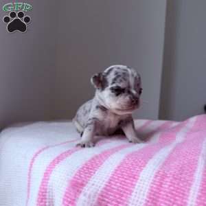 Amber, French Bulldog Puppy