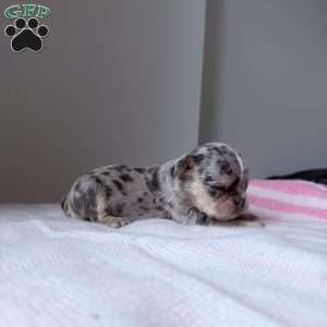 Sapphire, French Bulldog Puppy