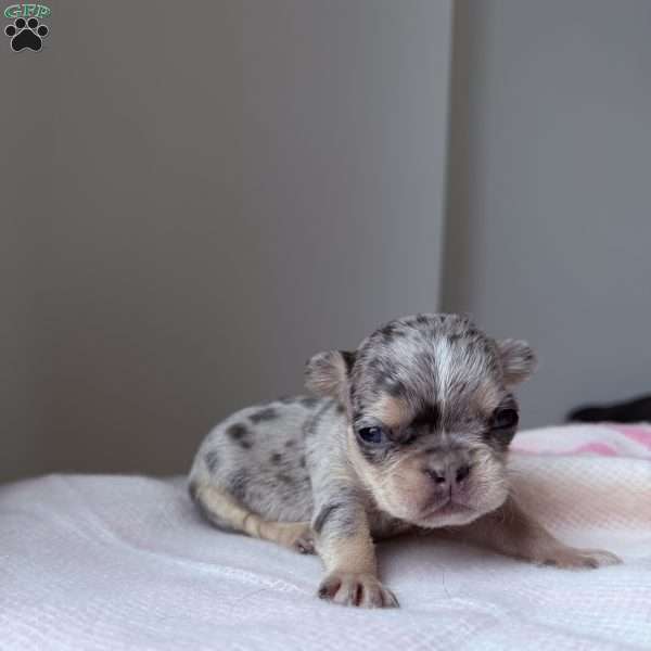 Sapphire, French Bulldog Puppy