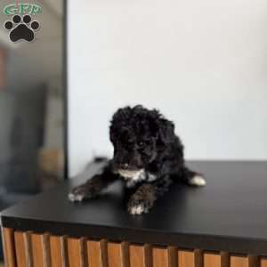 Mac, Toy Poodle Puppy