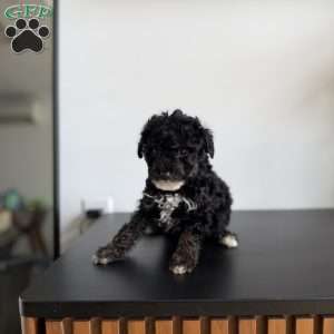 Mac, Toy Poodle Puppy