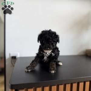 Mac, Toy Poodle Puppy