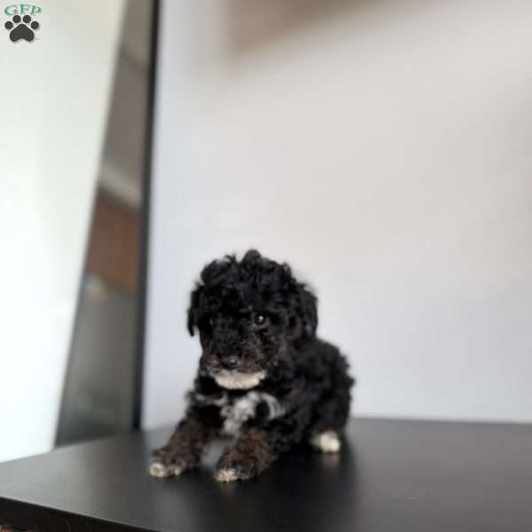 Mac, Toy Poodle Puppy