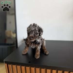 Tyla, Toy Poodle Puppy
