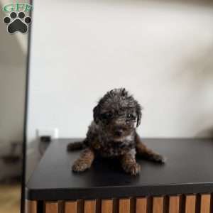 Tyla, Toy Poodle Puppy