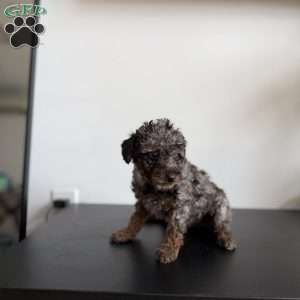 Tyla, Toy Poodle Puppy