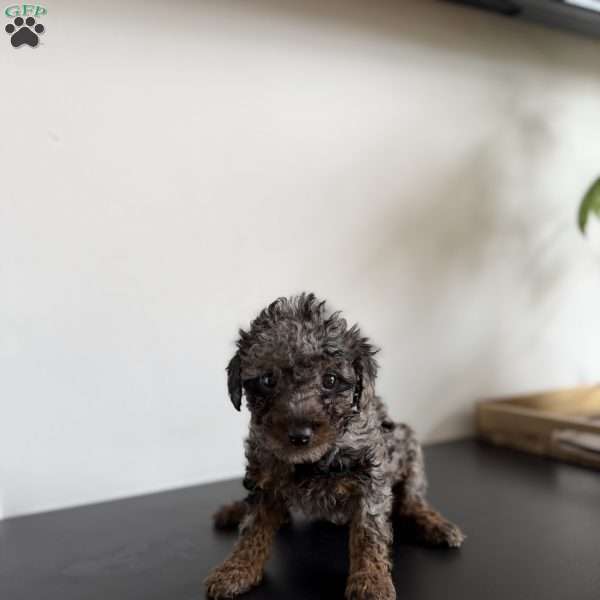 Tyla, Toy Poodle Puppy