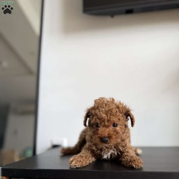 Tinkerbell, Toy Poodle Puppy