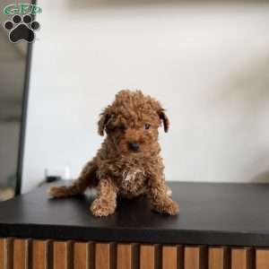 Tinkerbell, Toy Poodle Puppy