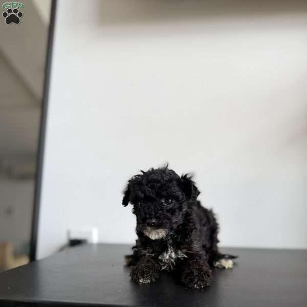 Jasmine, Toy Poodle Puppy