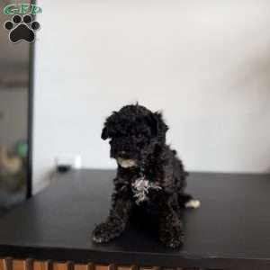 Jasmine, Toy Poodle Puppy