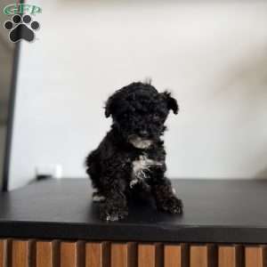 Jasmine, Toy Poodle Puppy